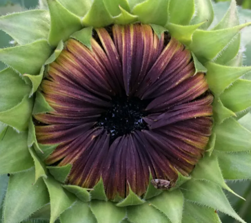 Art By Nature