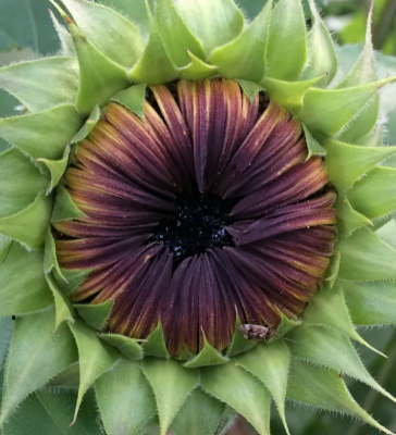 Art By Nature