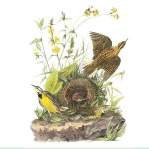 Audubon Songbirds