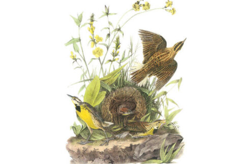 Audubon Songbirds