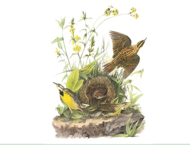Audubon Songbirds