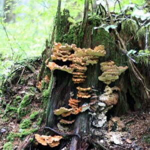 Introduction to Mycology & Agroforestry Systems