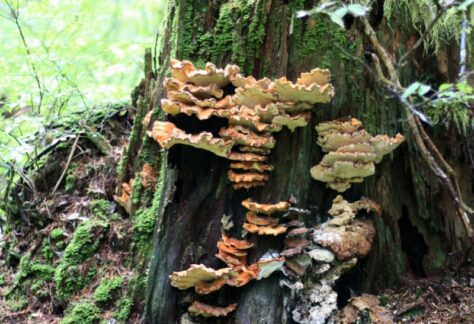 Introduction to Mycology & Agroforestry Systems